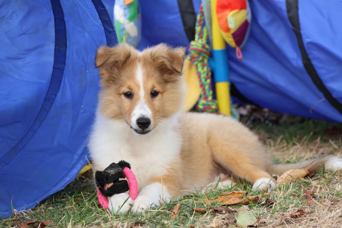 du Royaume de la Petite étoile - Chiots disponibles - Shetland Sheepdog