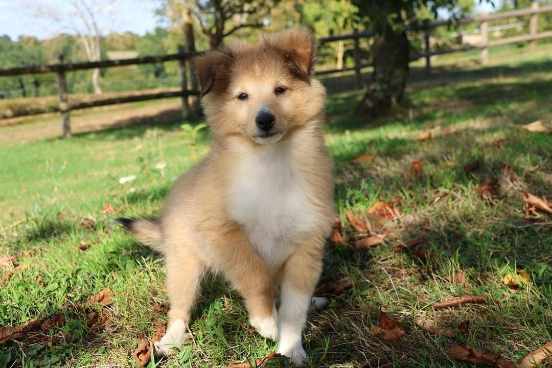du Royaume de la Petite étoile - Chiots disponibles - Shetland Sheepdog