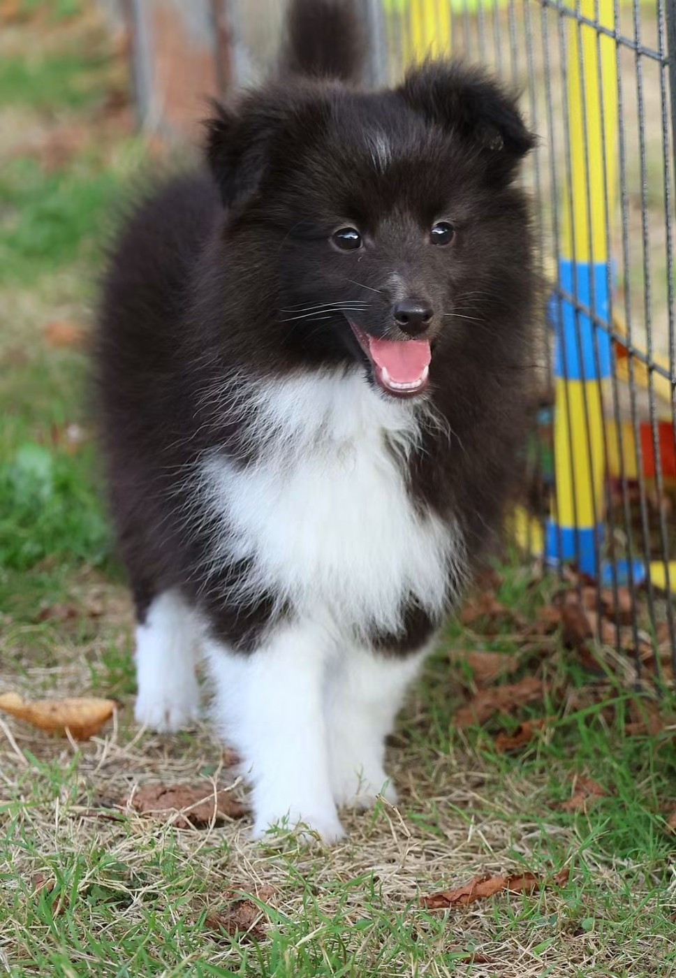 du Royaume de la Petite étoile - Chiots disponibles - Shetland Sheepdog