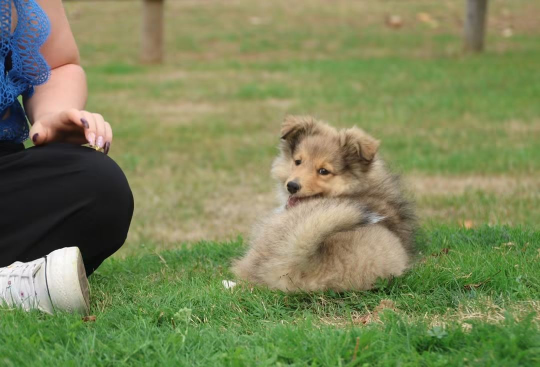 du Royaume de la Petite étoile - Chiots disponibles - Shetland Sheepdog