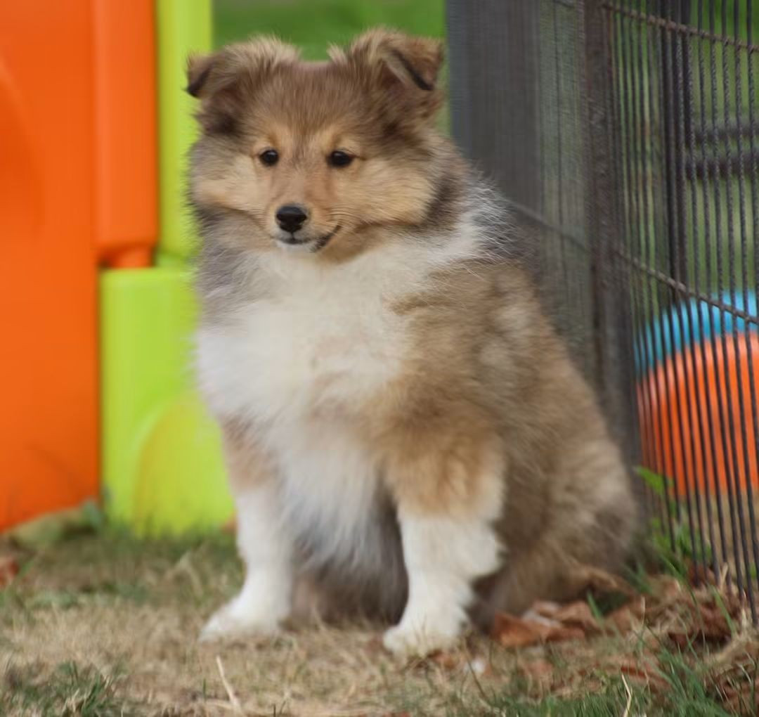 du Royaume de la Petite étoile - Chiots disponibles - Shetland Sheepdog