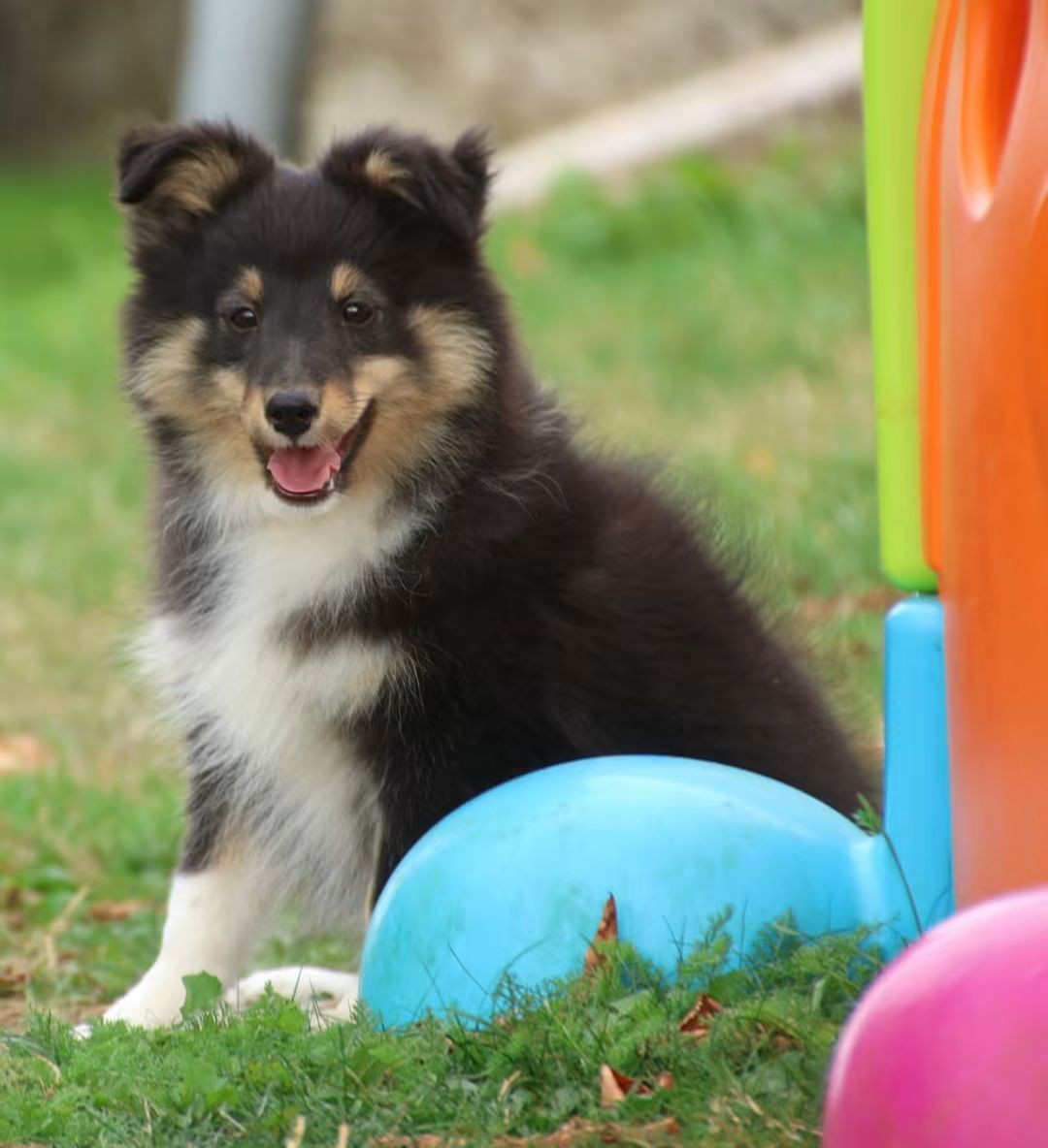 du Royaume de la Petite étoile - Chiots disponibles - Shetland Sheepdog