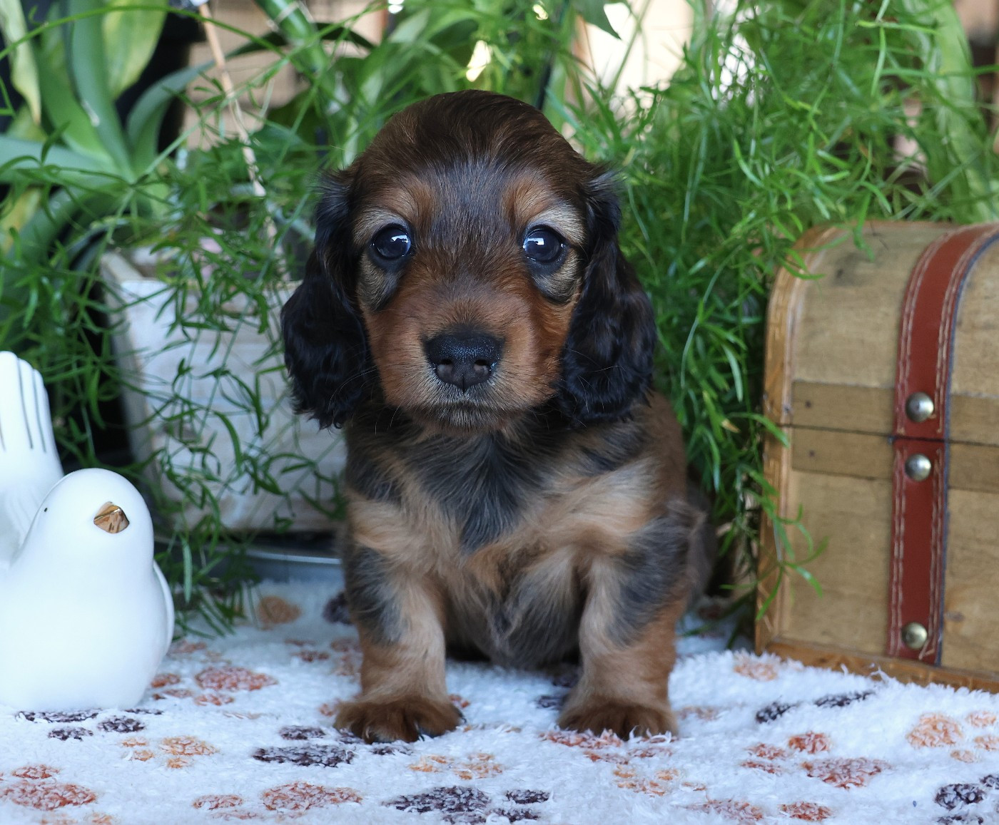 du Royaume de la Petite étoile - Chiots disponibles - Teckel poil long