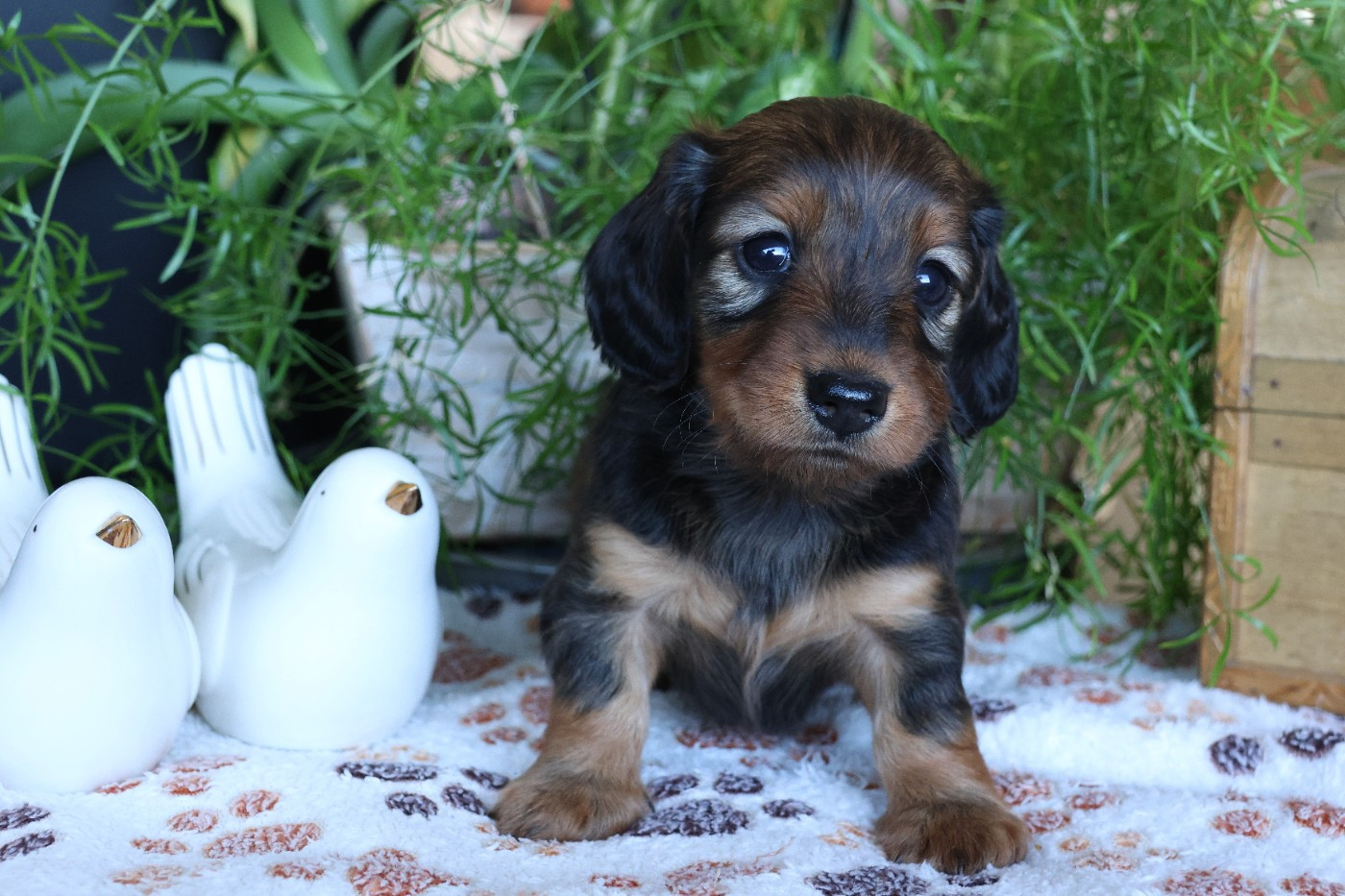 du Royaume de la Petite étoile - Chiots disponibles - Teckel poil long