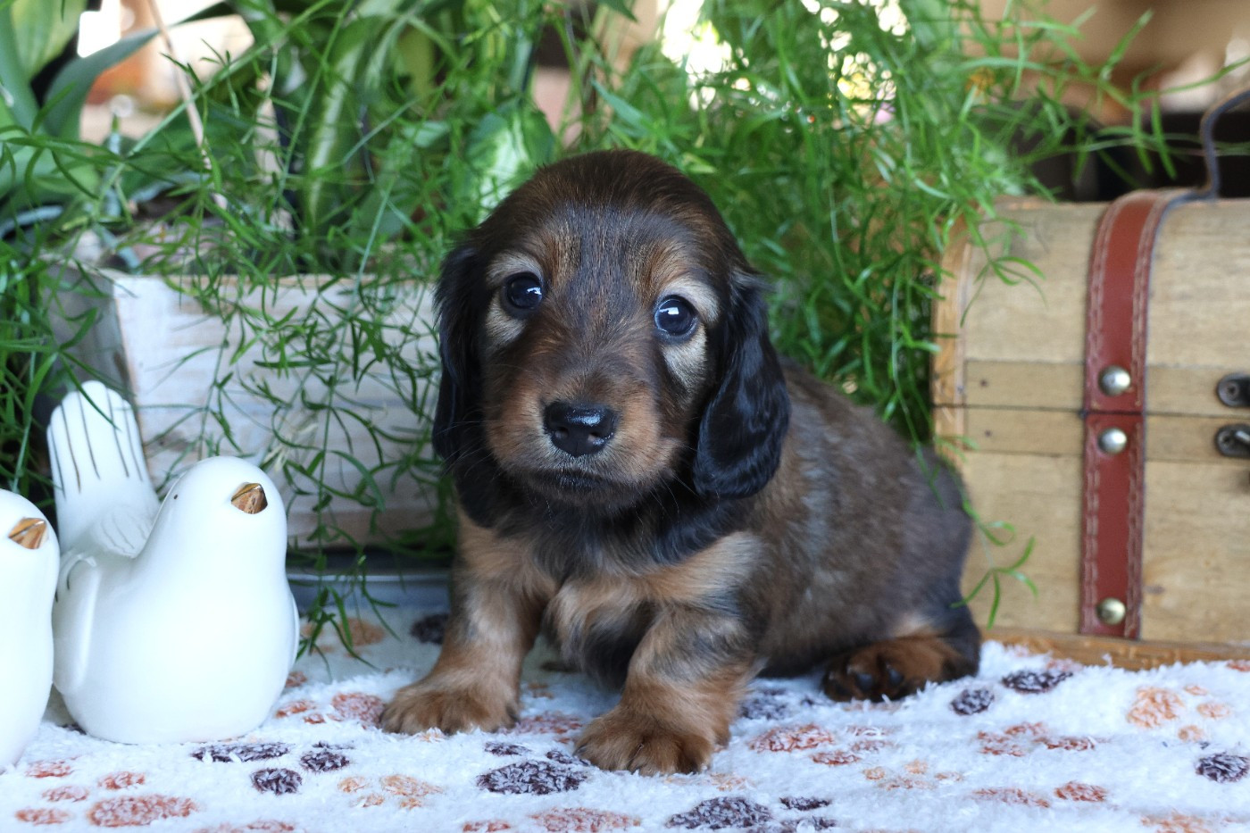 du Royaume de la Petite étoile - Chiots disponibles - Teckel poil long