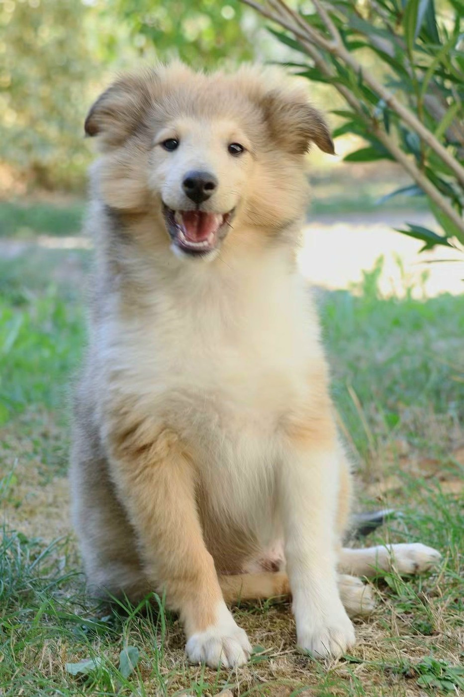 du Royaume de la Petite étoile - Chiots disponibles - Shetland Sheepdog