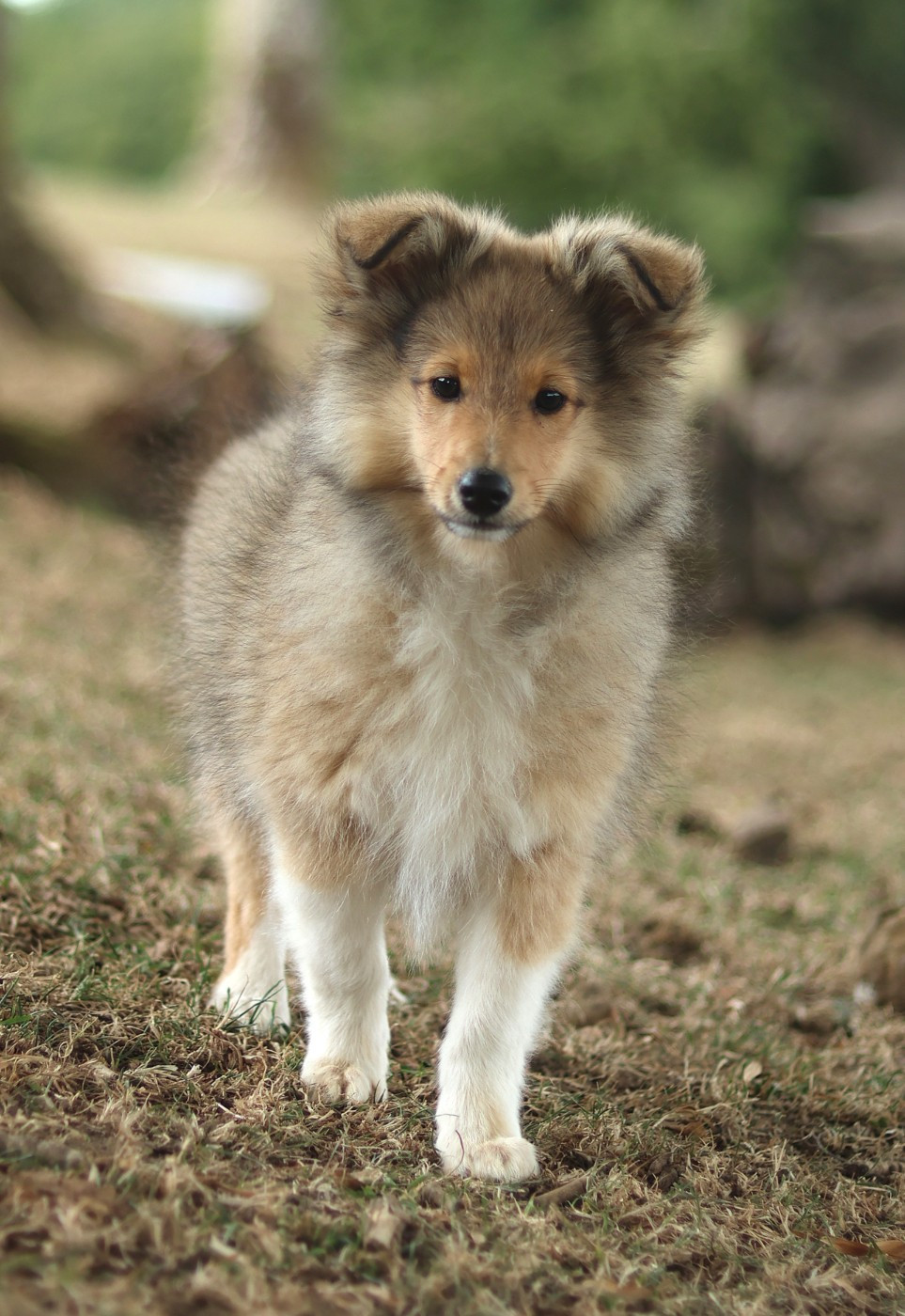 du Royaume de la Petite étoile - Chiots disponibles - Shetland Sheepdog