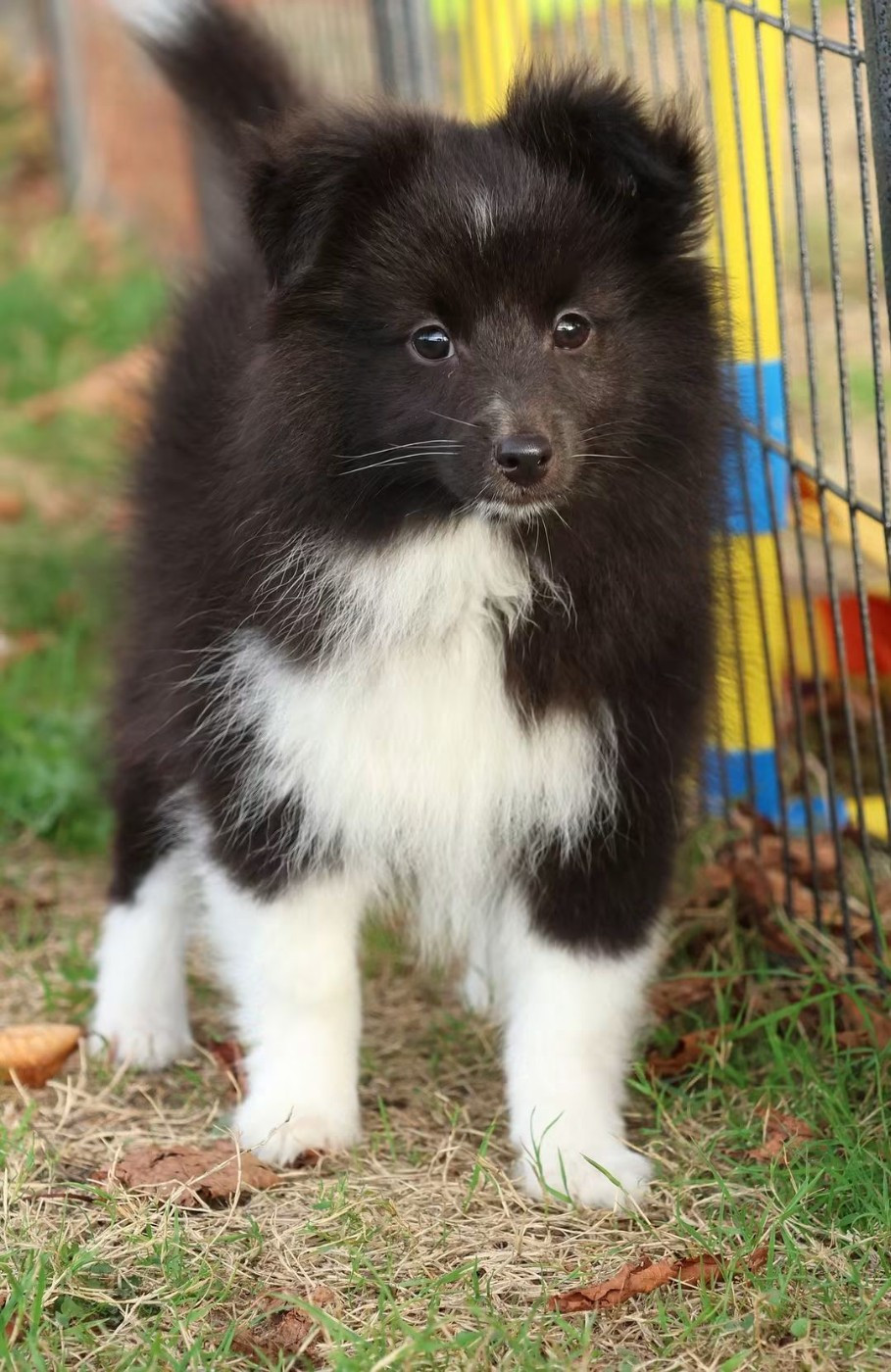 du Royaume de la Petite étoile - Chiots disponibles - Shetland Sheepdog