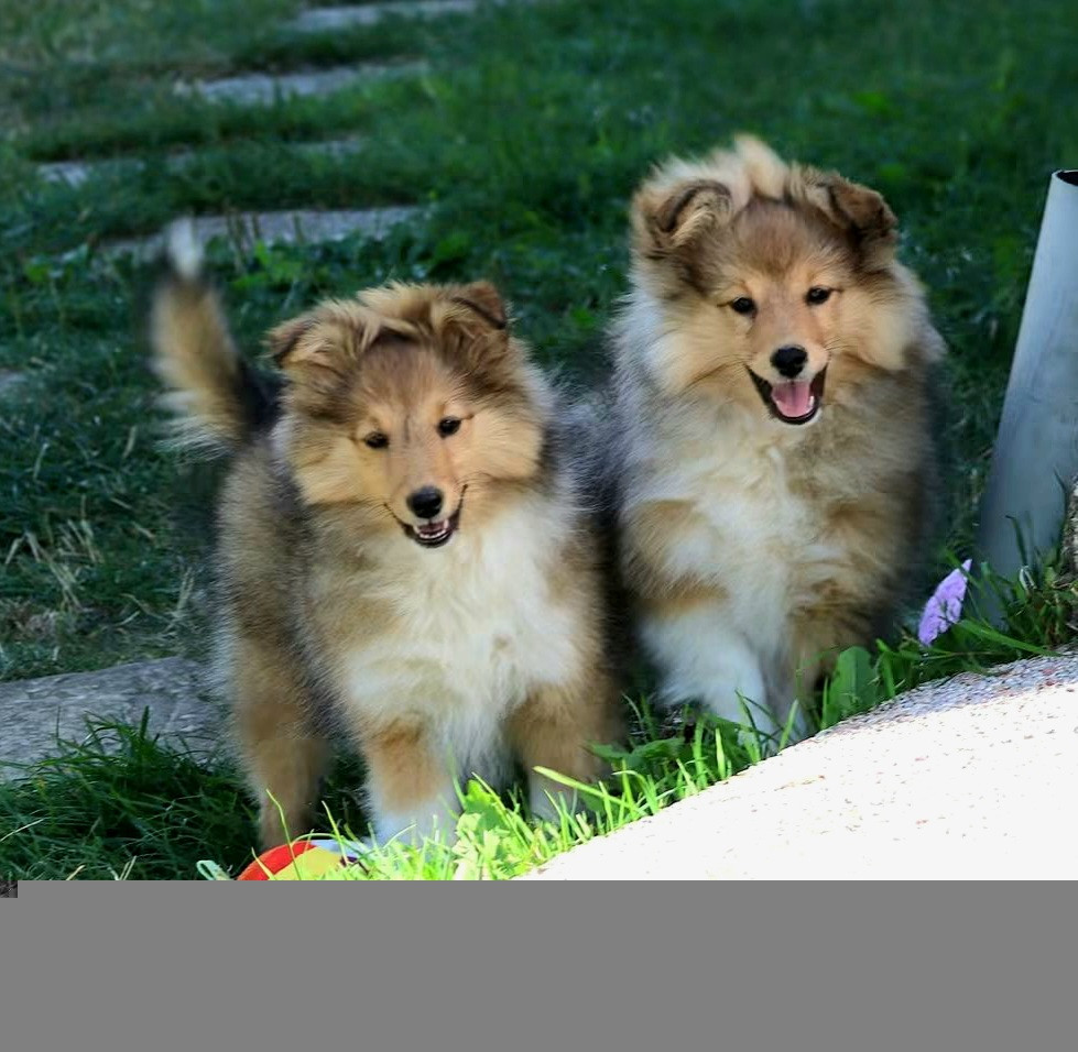 du Royaume de la Petite étoile - Shetland Sheepdog - Portée née le 21/06/2026