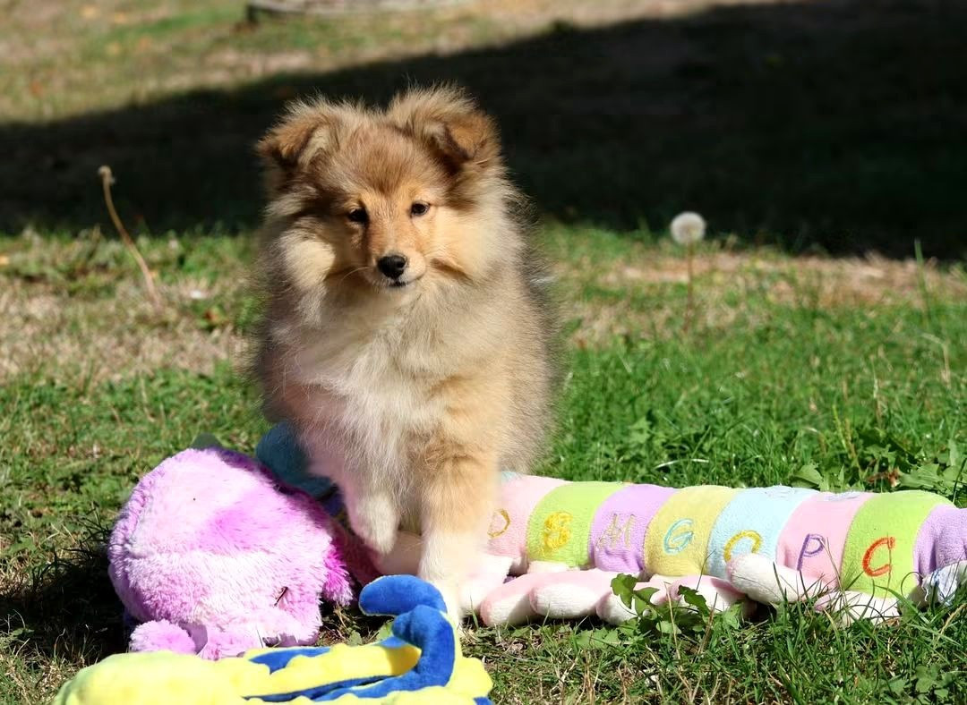 du Royaume de la Petite étoile - Chiots disponibles - Shetland Sheepdog