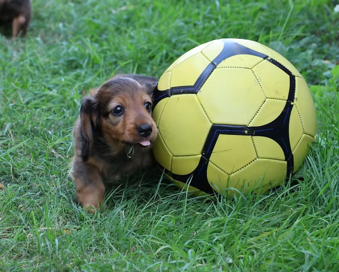du Royaume de la Petite étoile - Chiots disponibles - Teckel poil long