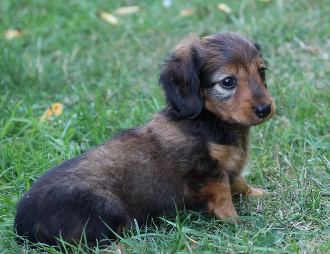 du Royaume de la Petite étoile - Chiots disponibles - Teckel poil long