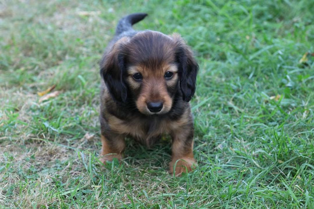 du Royaume de la Petite étoile - Chiots disponibles - Teckel poil long
