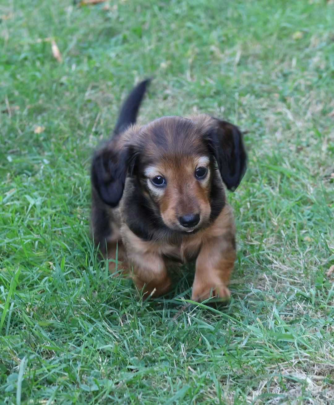 du Royaume de la Petite étoile - Chiots disponibles - Teckel poil long