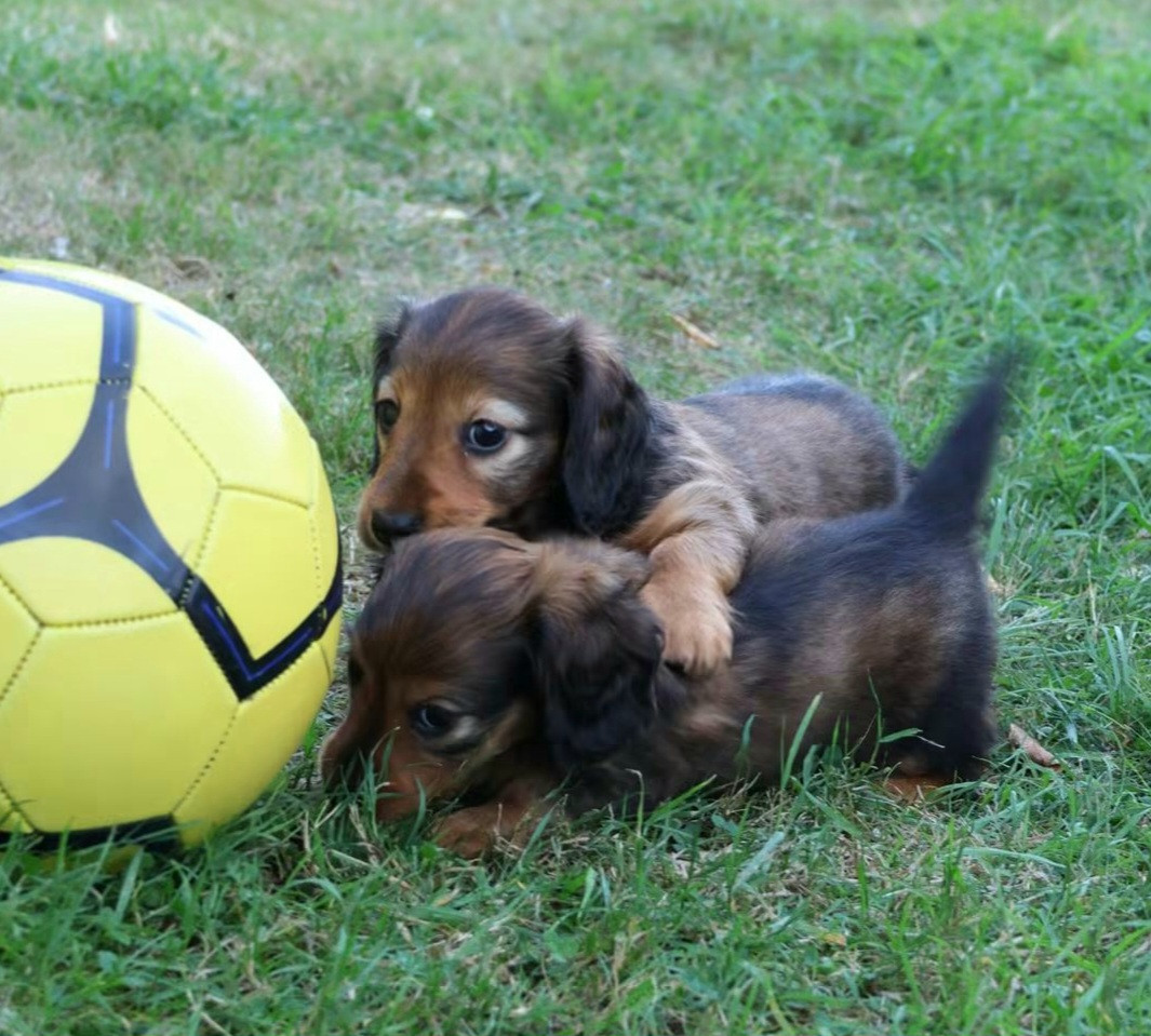 Chiot Teckel poil long du Royaume de la Petite étoile