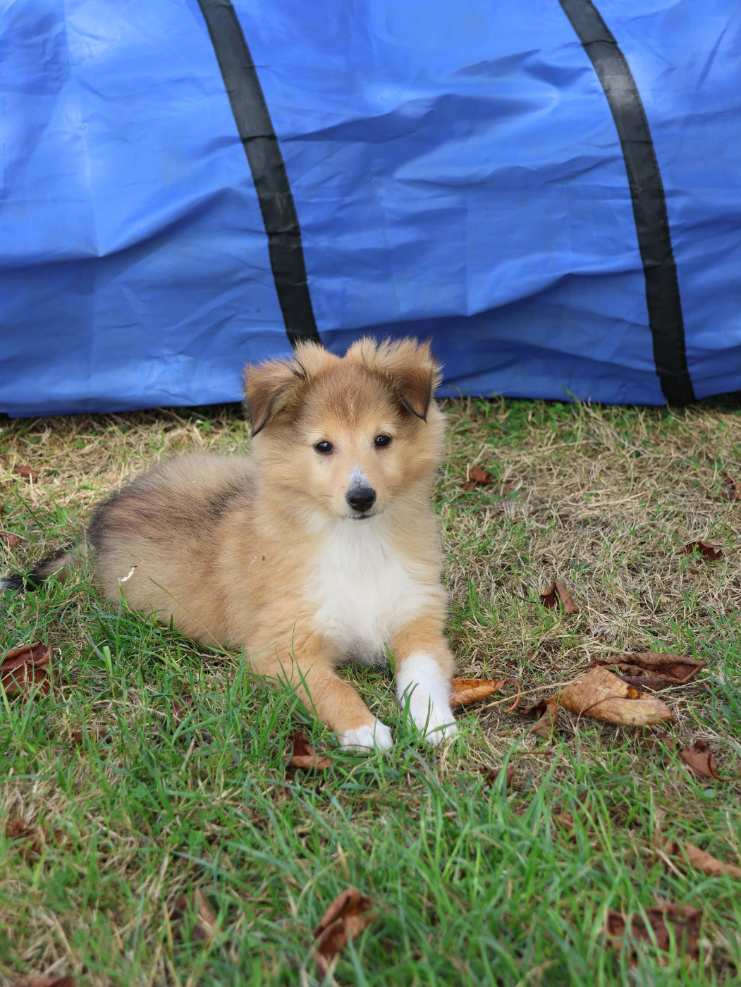 du Royaume de la Petite étoile - Chiots disponibles - Shetland Sheepdog