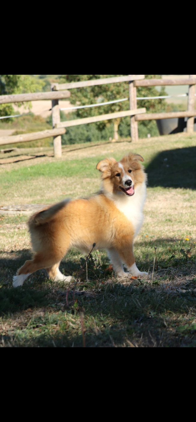 du Royaume de la Petite étoile - Chiots disponibles - Shetland Sheepdog