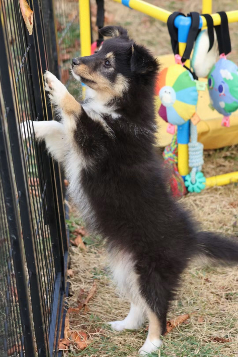 du Royaume de la Petite étoile - Chiots disponibles - Shetland Sheepdog