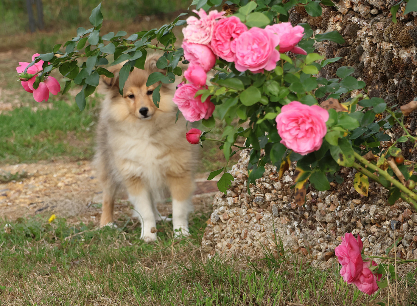 du Royaume de la Petite étoile - Chiots disponibles - Shetland Sheepdog