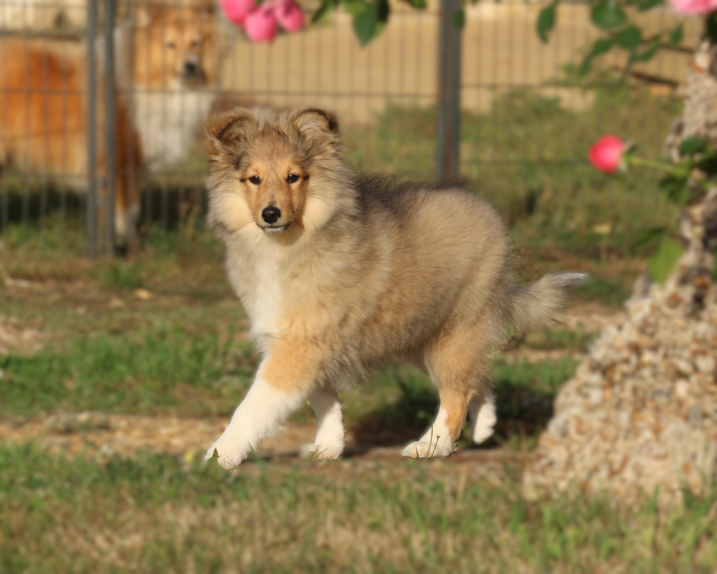 du Royaume de la Petite étoile - Chiots disponibles - Shetland Sheepdog