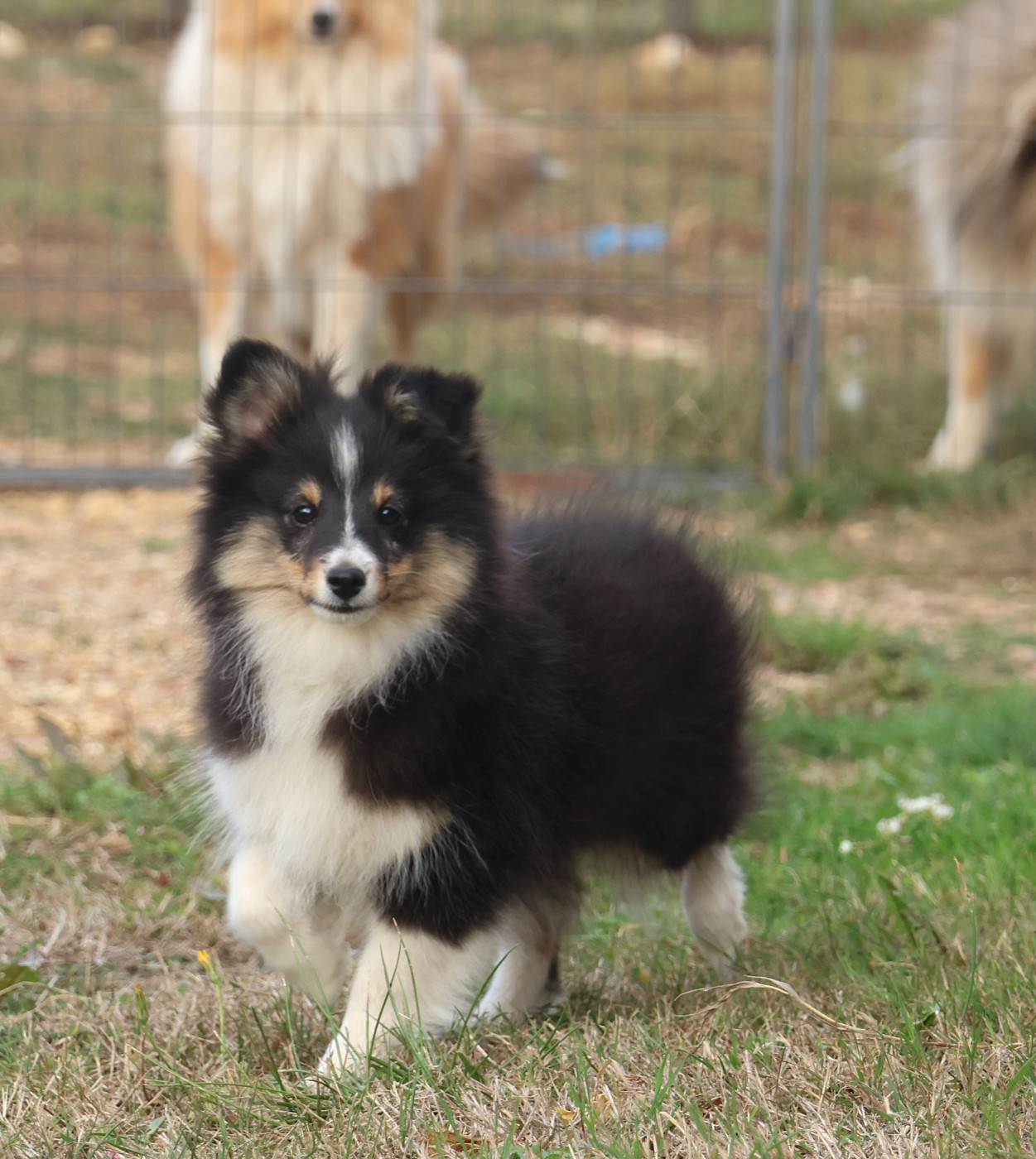 du Royaume de la Petite étoile - Chiots disponibles - Shetland Sheepdog