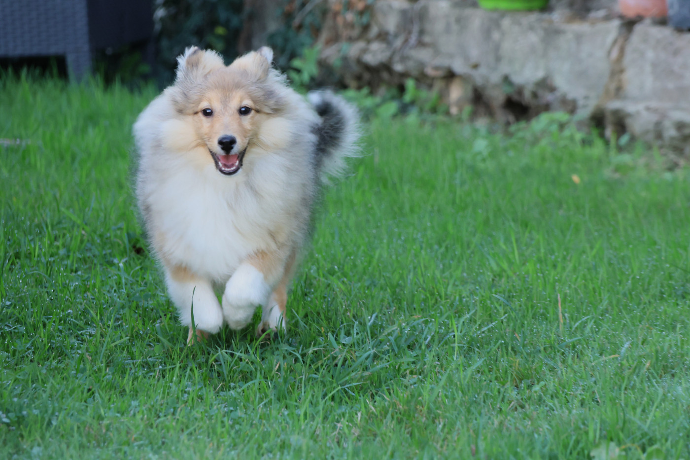 du Royaume de la Petite étoile - Chiots disponibles - Shetland Sheepdog