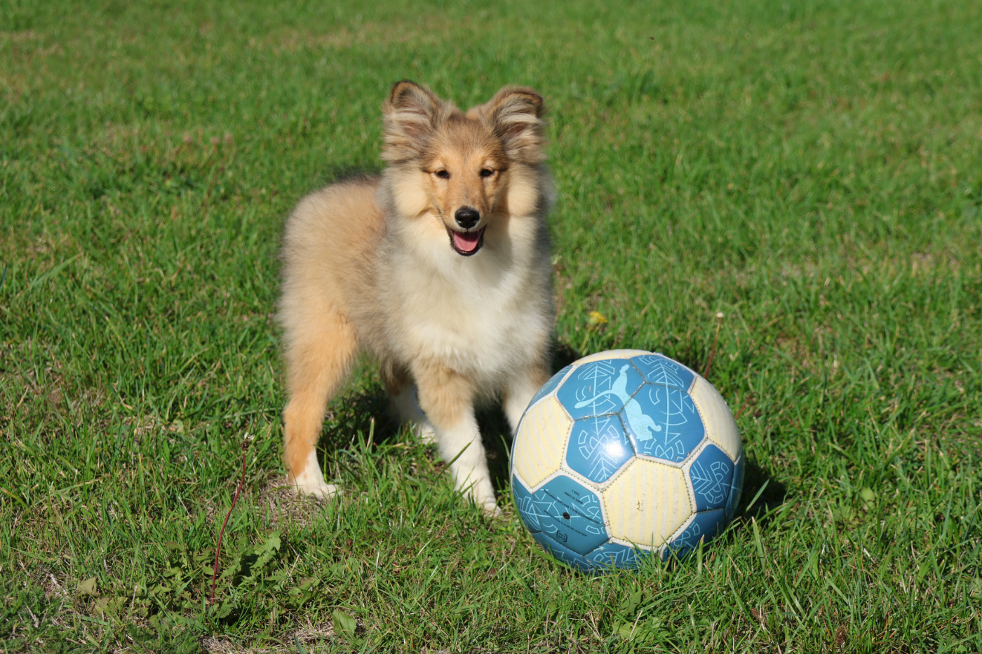 du Royaume de la Petite étoile - Chiots disponibles - Shetland Sheepdog
