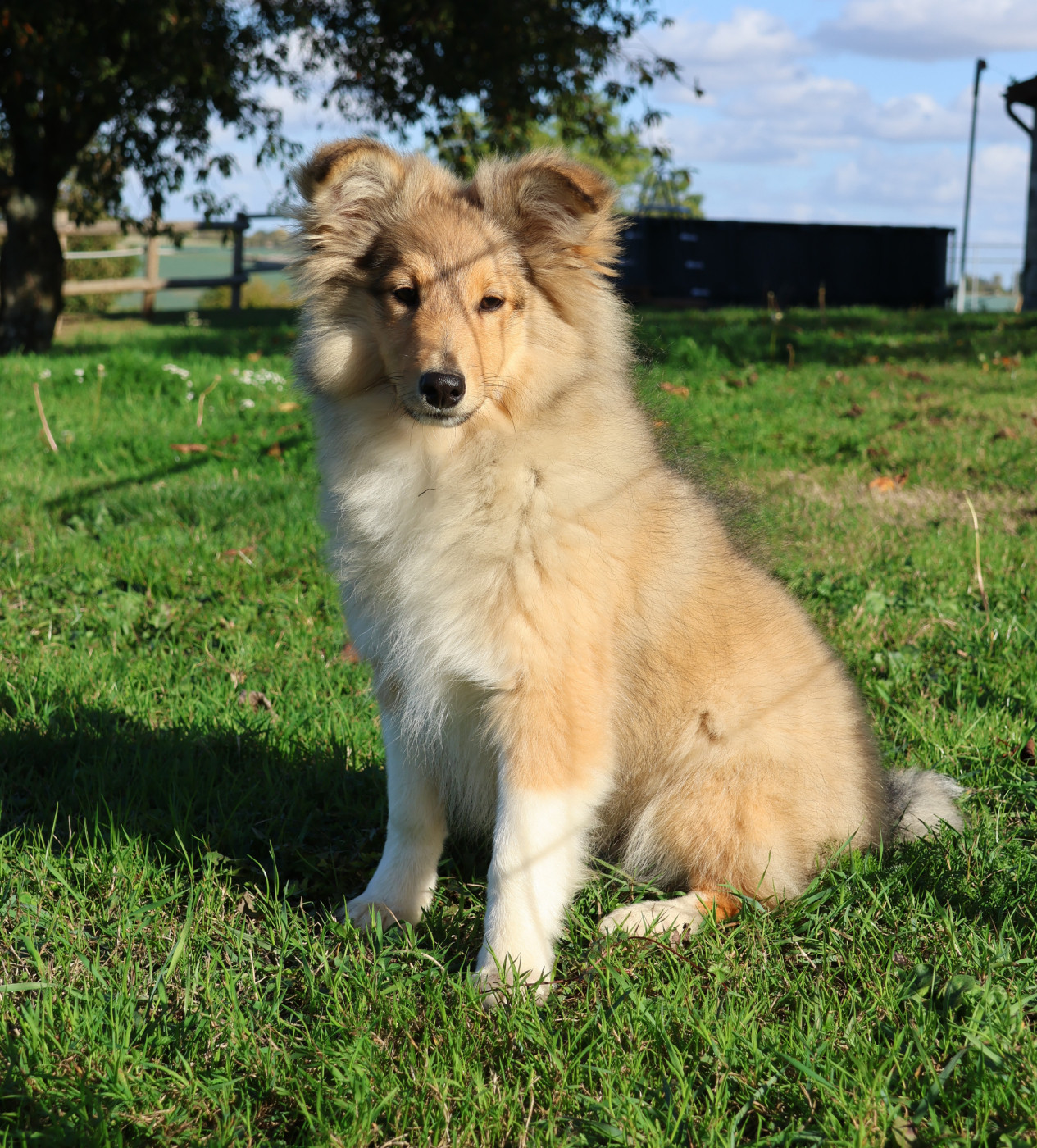 du Royaume de la Petite étoile - Chiots disponibles - Shetland Sheepdog