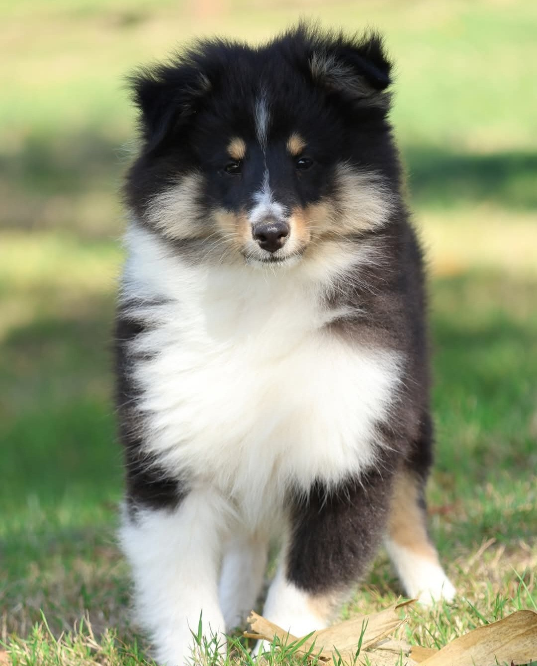 du Royaume de la Petite étoile - Chiots disponibles - Shetland Sheepdog