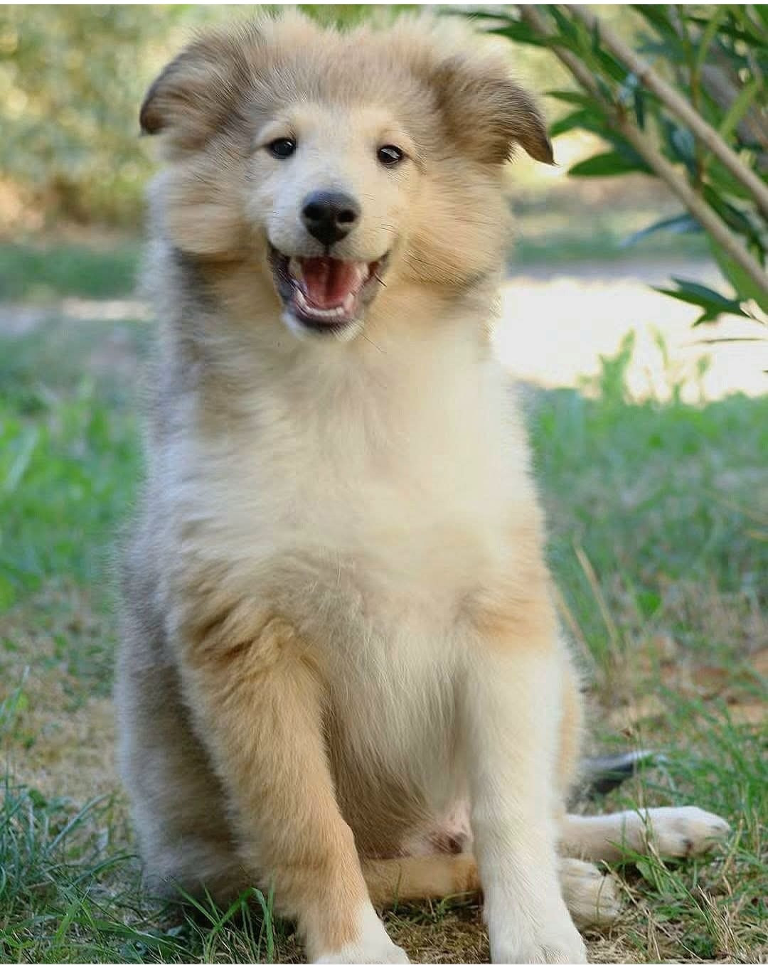 du Royaume de la Petite étoile - Chiots disponibles - Shetland Sheepdog