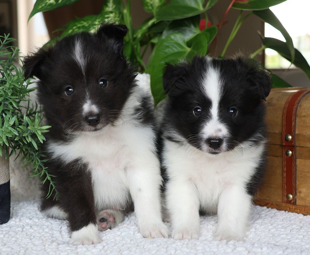 du Royaume de la Petite étoile - Chiots disponibles - Shetland Sheepdog