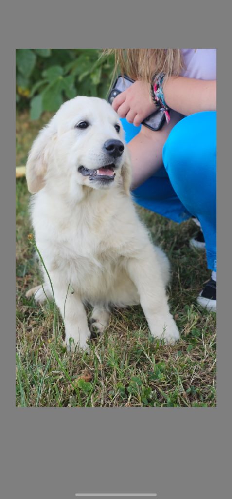 du Royaume de la Petite étoile - Chiots disponibles - Golden Retriever