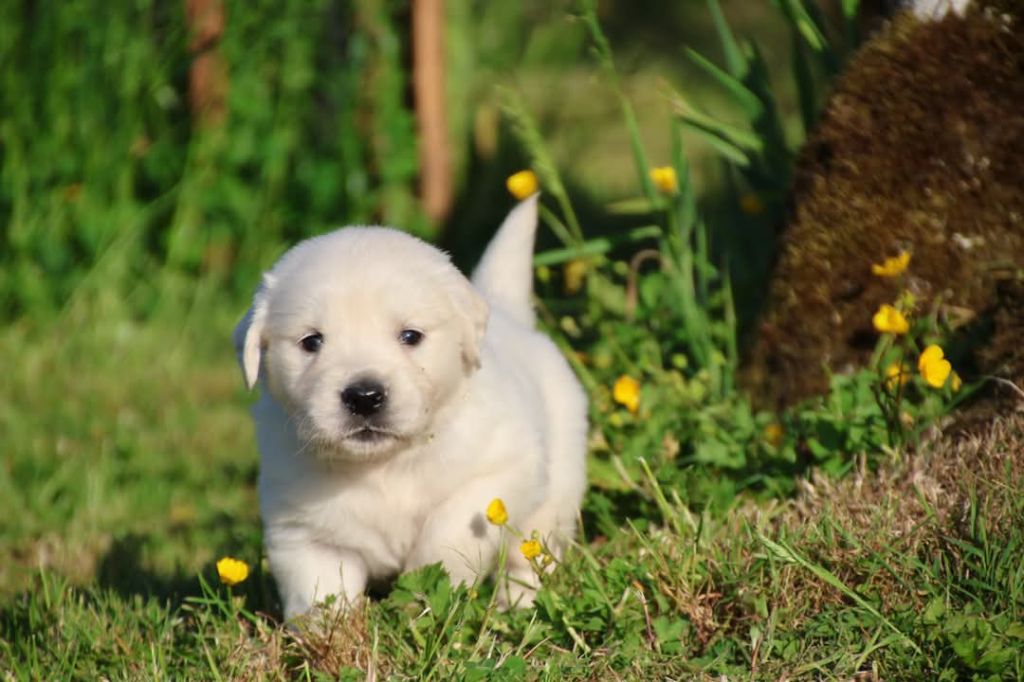 du Royaume de la Petite étoile - Chiots disponibles - Golden Retriever