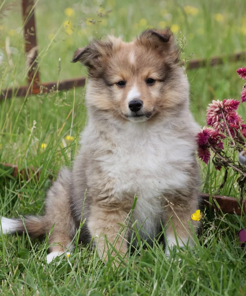 du Royaume de la Petite étoile - Chiots disponibles - Shetland Sheepdog