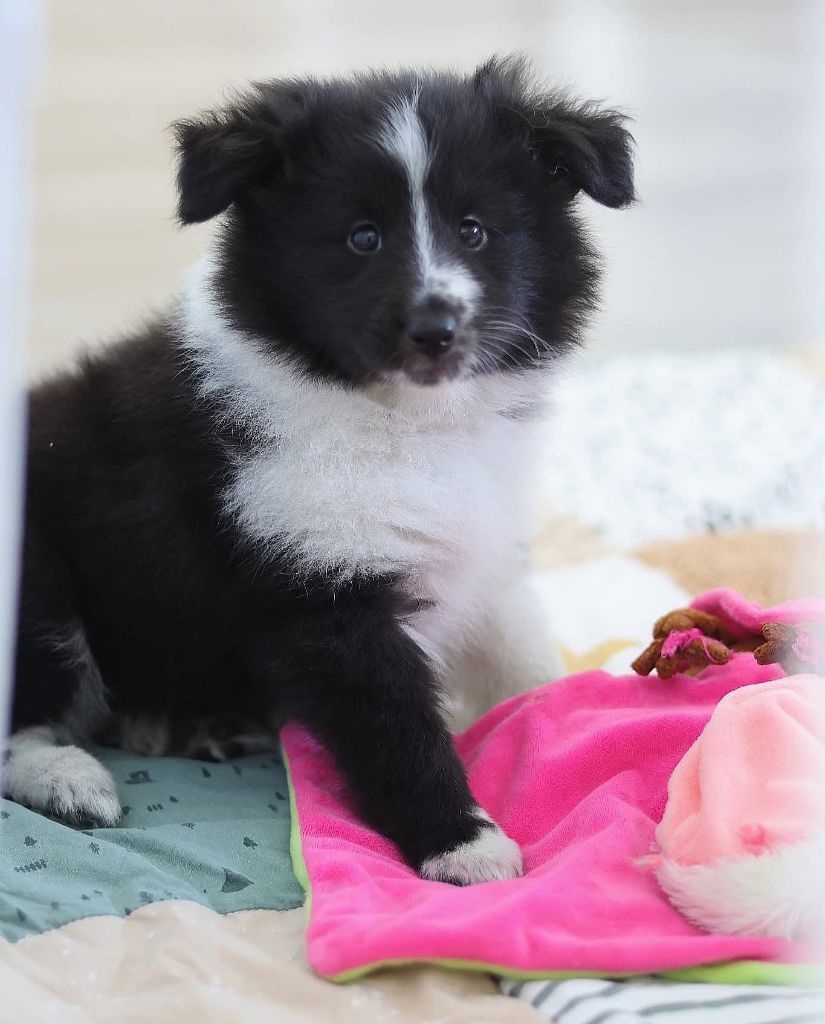 du Royaume de la Petite étoile - Chiots disponibles - Shetland Sheepdog