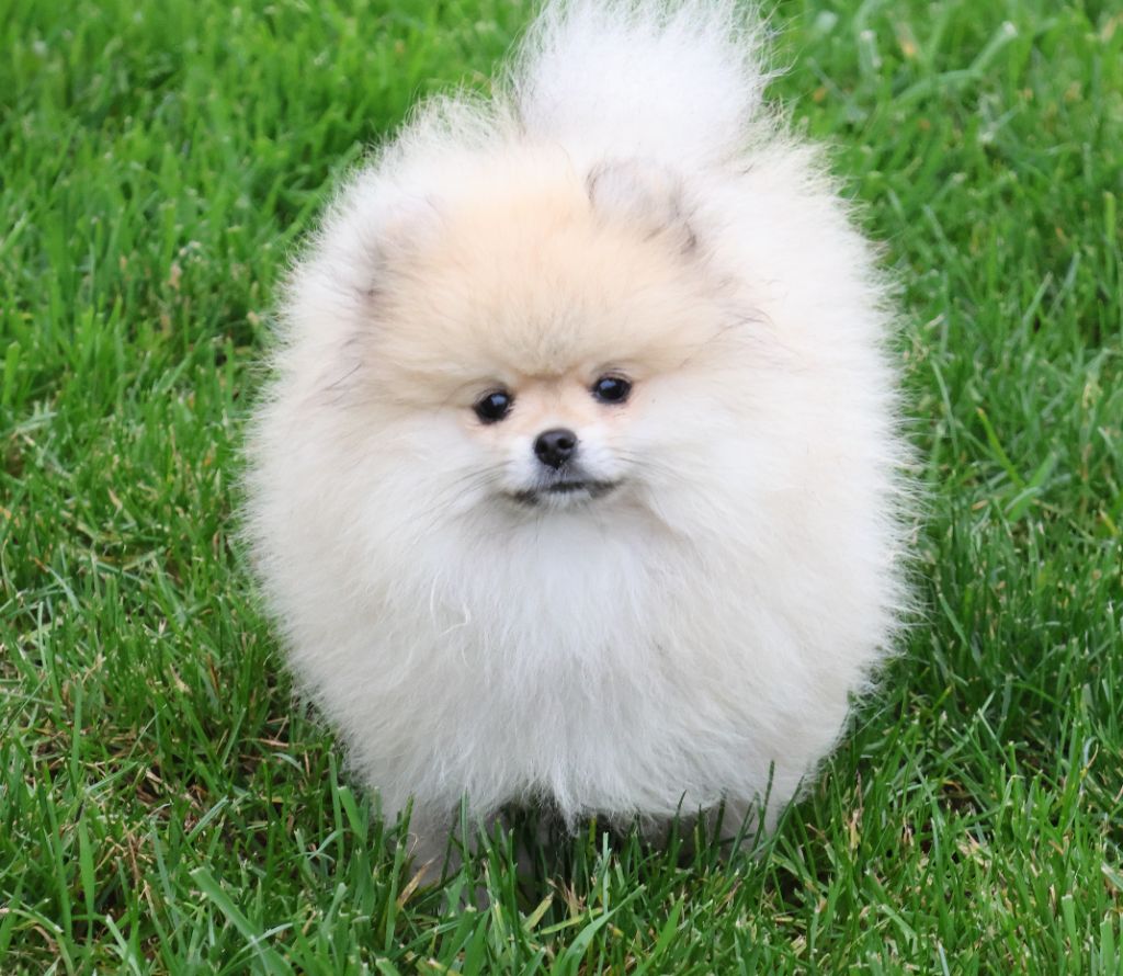 du Royaume de la Petite étoile - Chiots disponibles - Spitz allemand