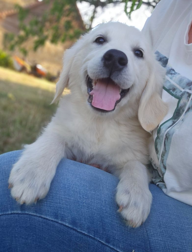 du Royaume de la Petite étoile - Chiots disponibles - Golden Retriever