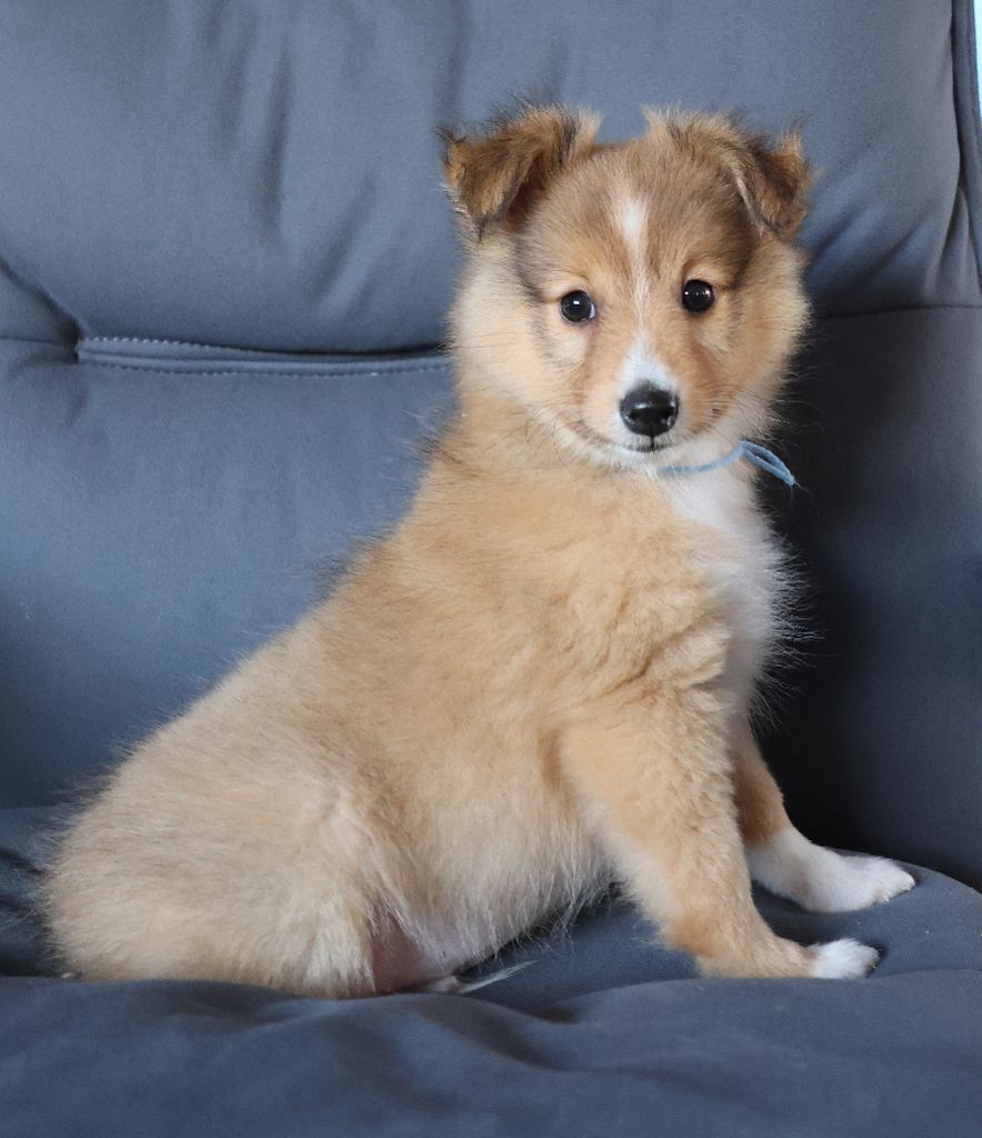 du Royaume de la Petite étoile - Chiots disponibles - Shetland Sheepdog