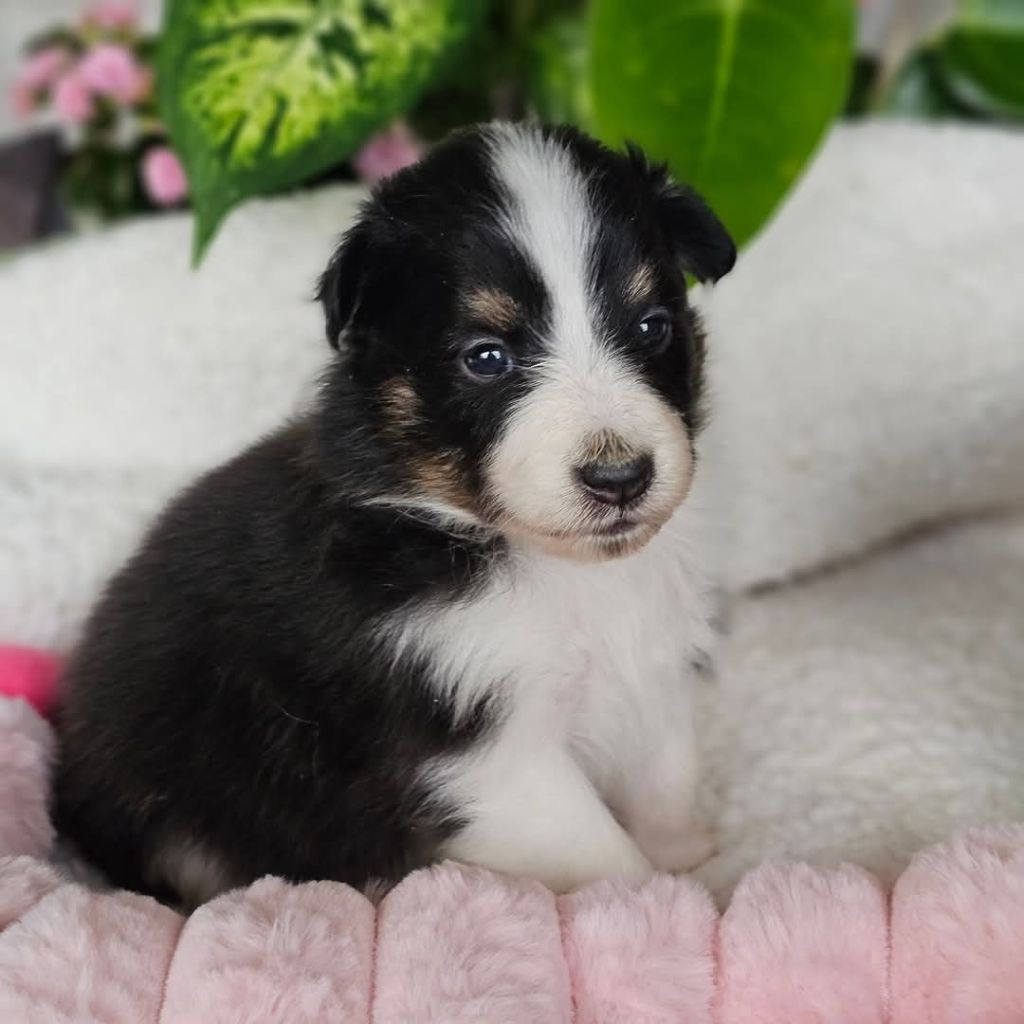 du Royaume de la Petite étoile - Chiots disponibles - Shetland Sheepdog