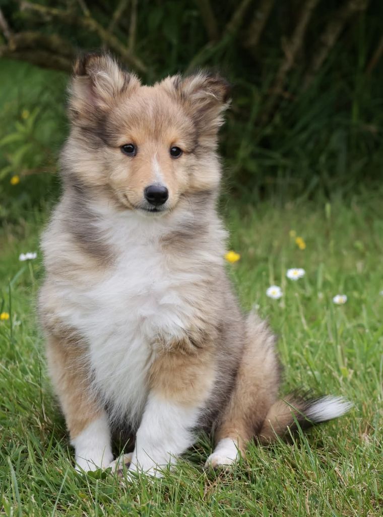 du Royaume de la Petite étoile - Chiots disponibles - Shetland Sheepdog