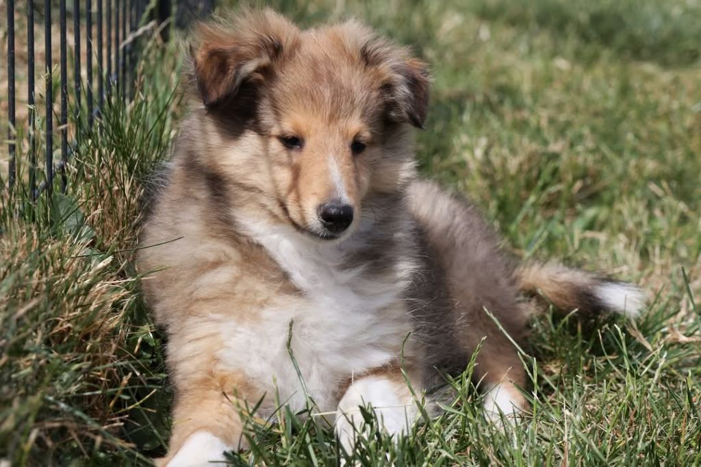 du Royaume de la Petite étoile - Chiots disponibles - Shetland Sheepdog