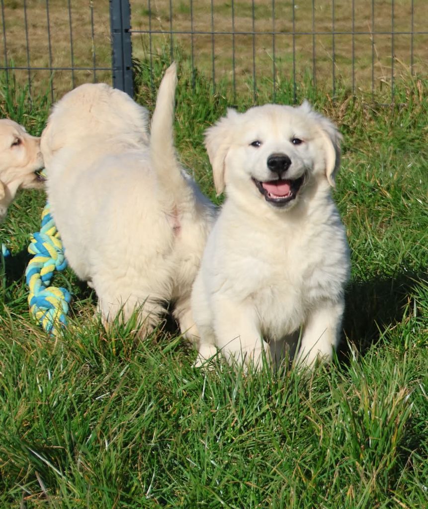 du Royaume de la Petite étoile - Chiots disponibles - Golden Retriever