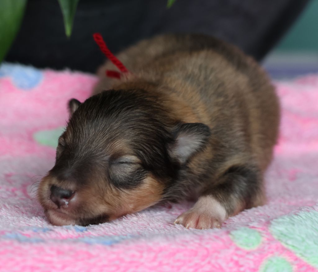 du Royaume de la Petite étoile - Chiots disponibles - Shetland Sheepdog