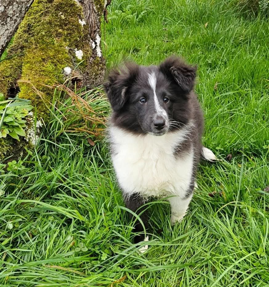 du Royaume de la Petite étoile - Chiots disponibles - Shetland Sheepdog
