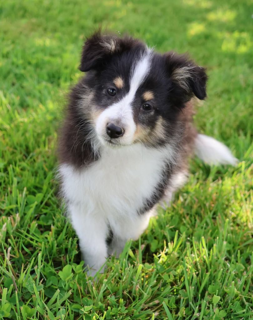 du Royaume de la Petite étoile - Chiots disponibles - Shetland Sheepdog