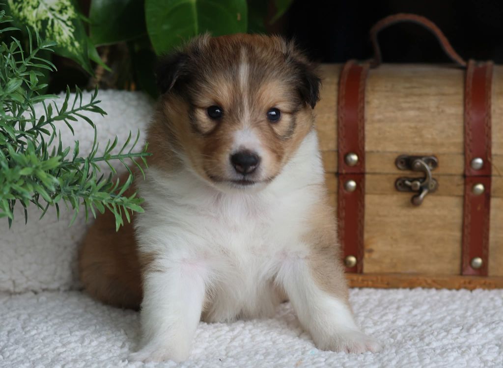 du Royaume de la Petite étoile - Chiots disponibles - Shetland Sheepdog
