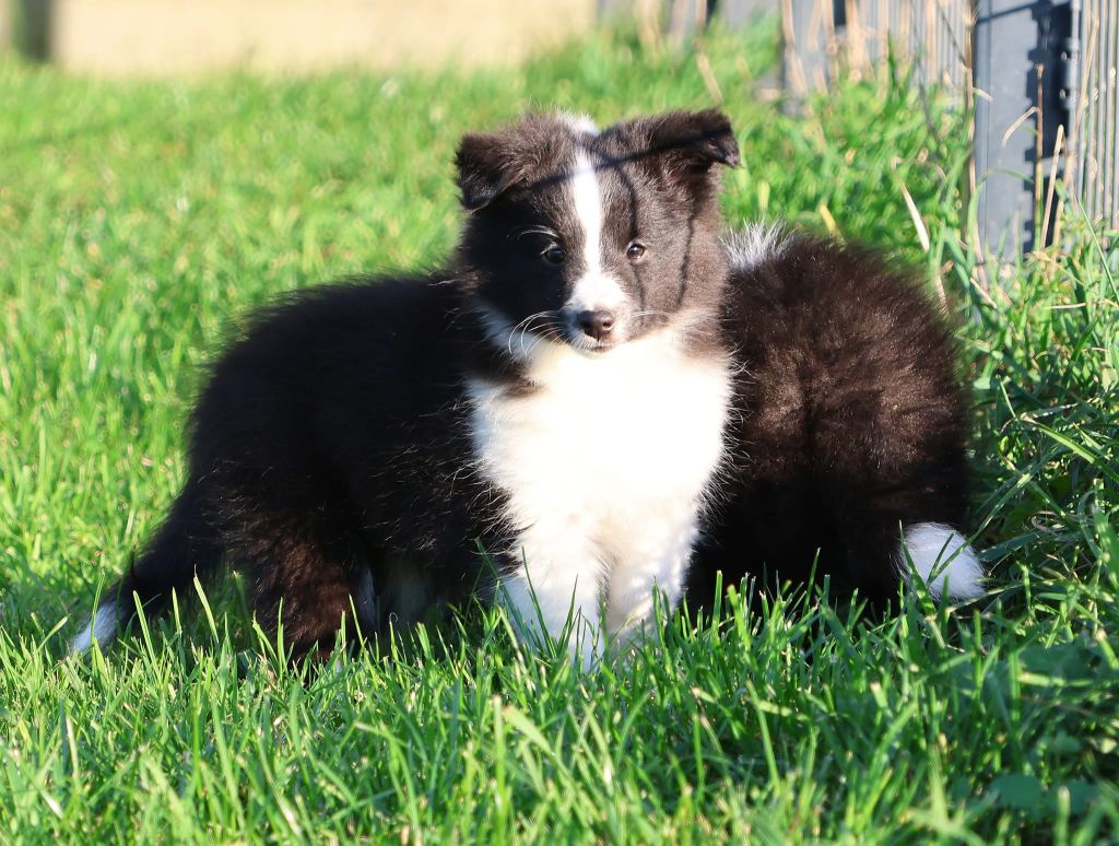 du Royaume de la Petite étoile - Shetland Sheepdog - Portée née le 04/08/2025