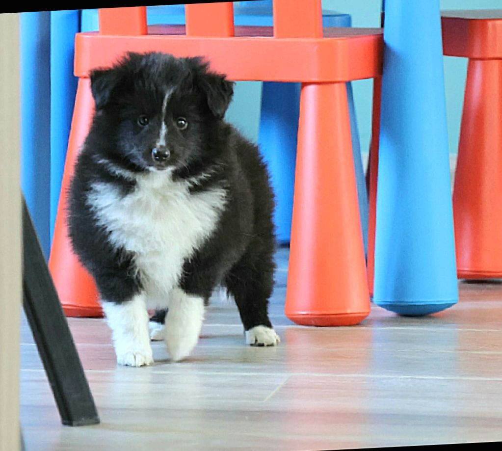 du Royaume de la Petite étoile - Chiots disponibles - Shetland Sheepdog
