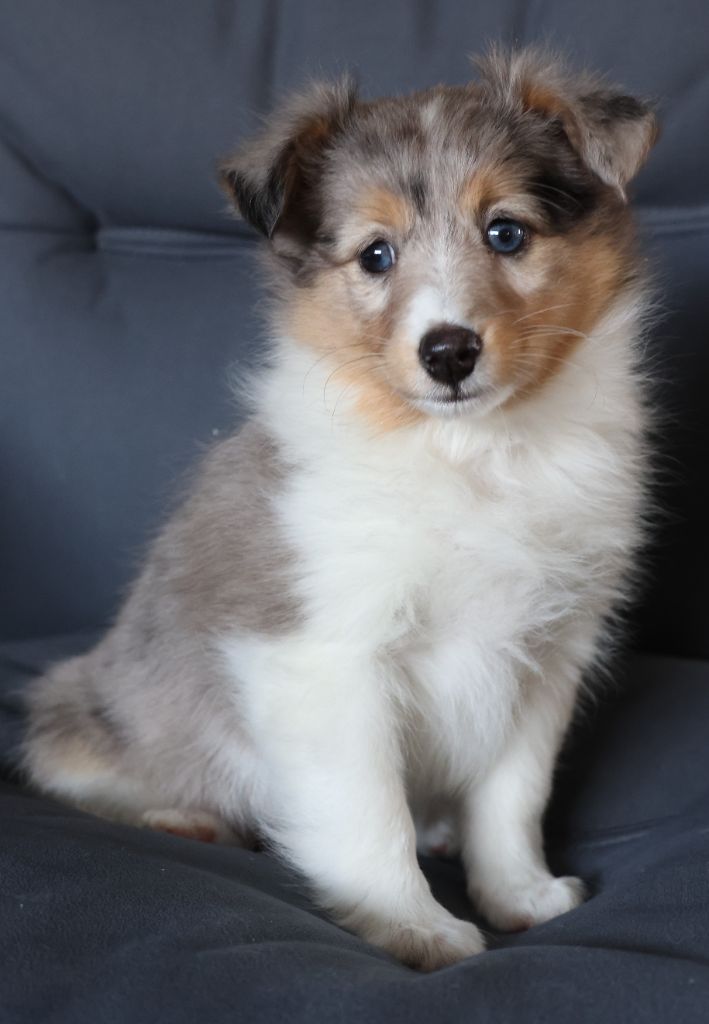 du Royaume de la Petite étoile - Chiots disponibles - Shetland Sheepdog