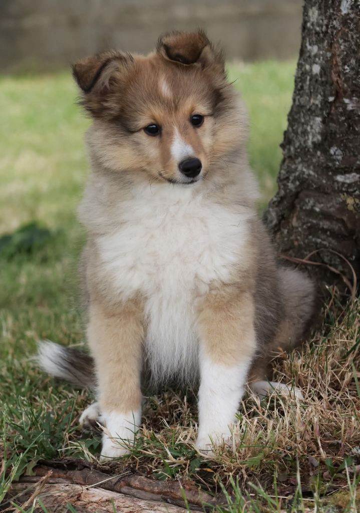du Royaume de la Petite étoile - Chiots disponibles - Shetland Sheepdog